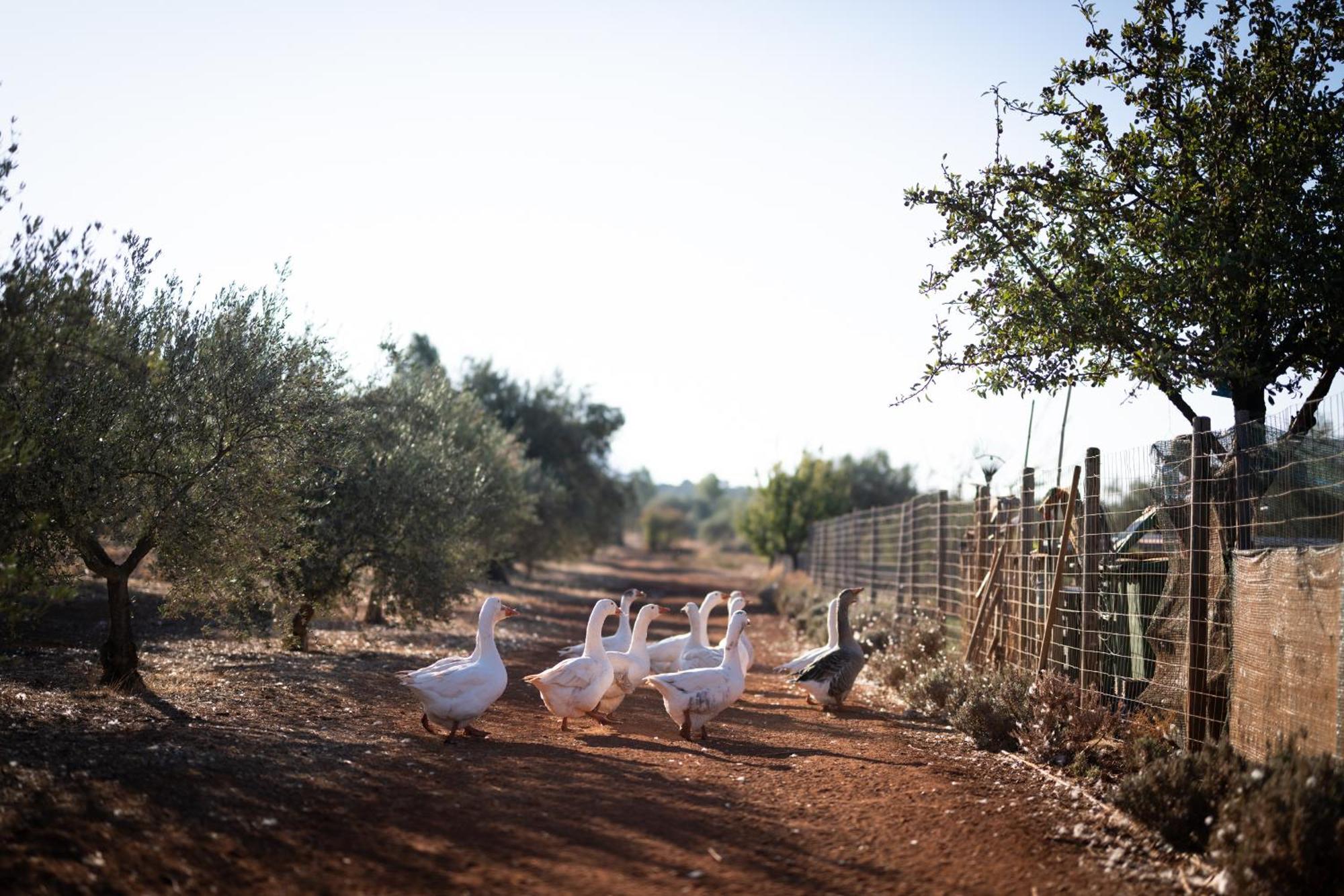 Отель Eumelia Organic Agrotourism Farm Gouvai Экстерьер фото